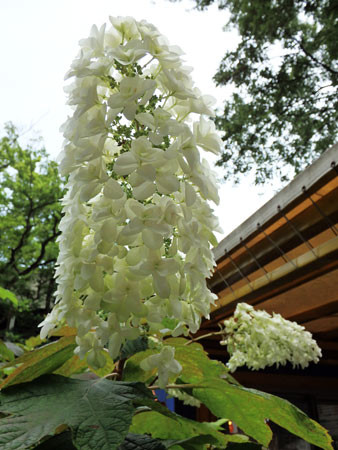 コスモス園　柿内